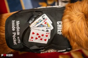 68e45f3ba8e6 ben ditschs chief 1